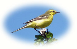 image of yellow wagtail