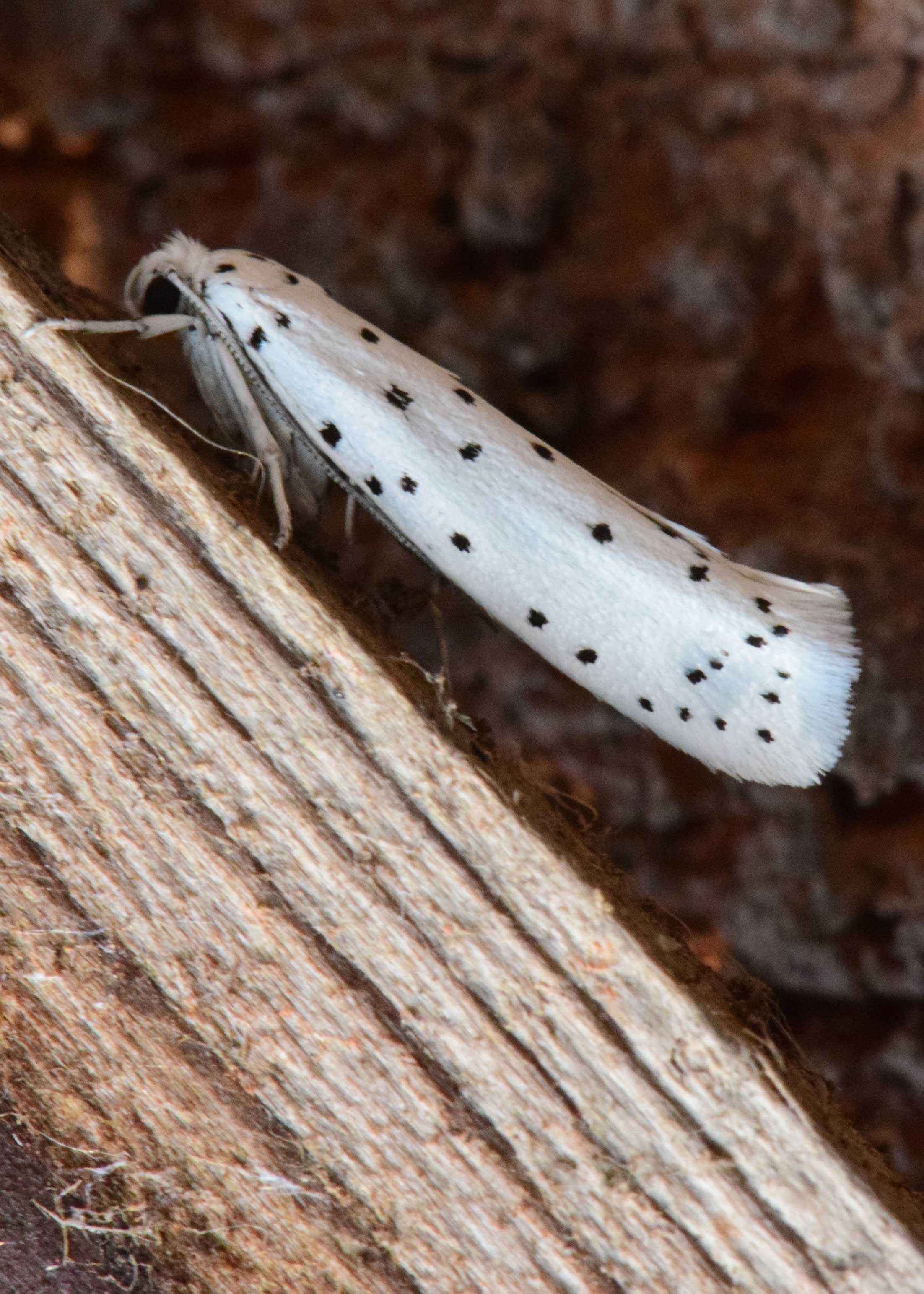 Ermine sp.
