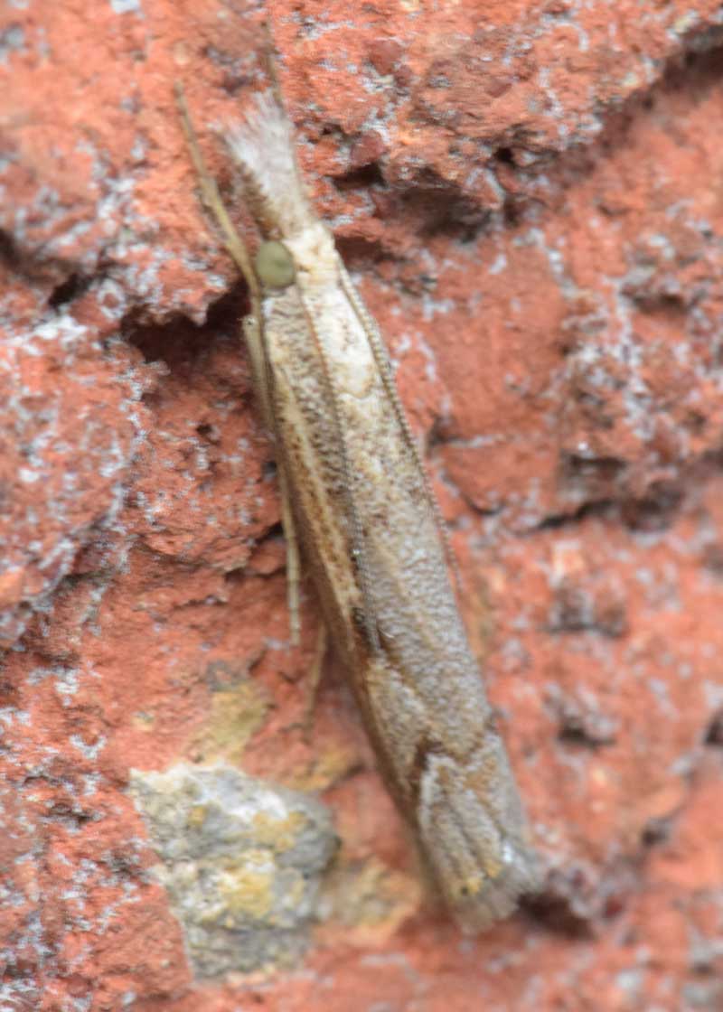 Chevron Grass-moth