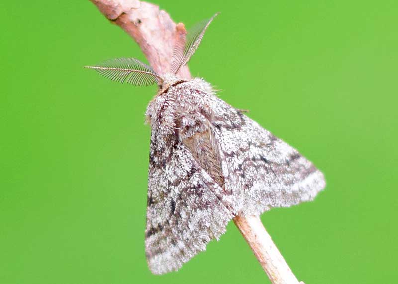 Brindled Beauty