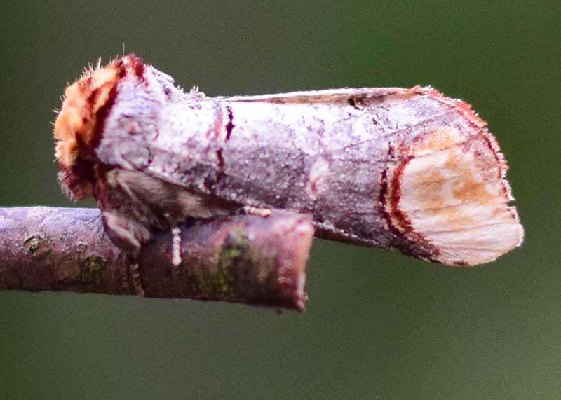 Buff-tip
