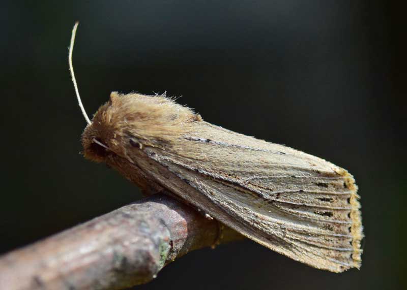 Bulrush Wainscot
