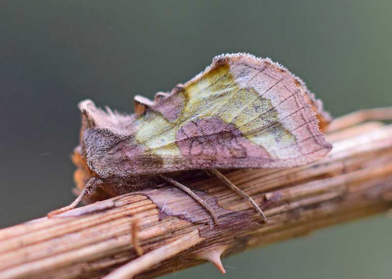 Burnished Brass
