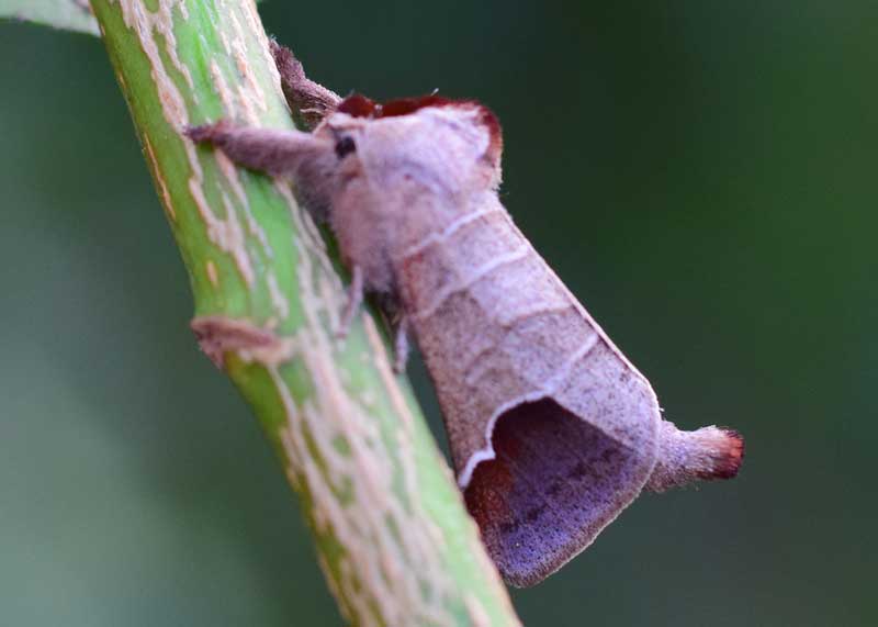Chocolate-tip