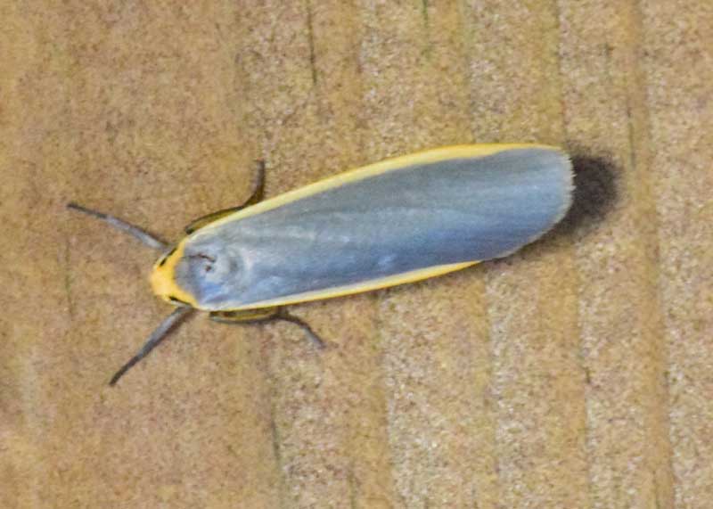 Common Footman