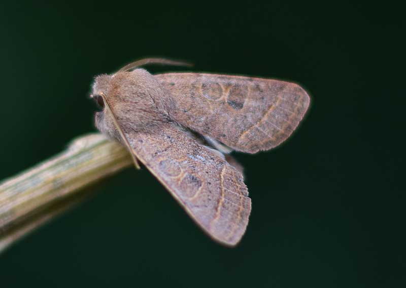 Common Quaker
