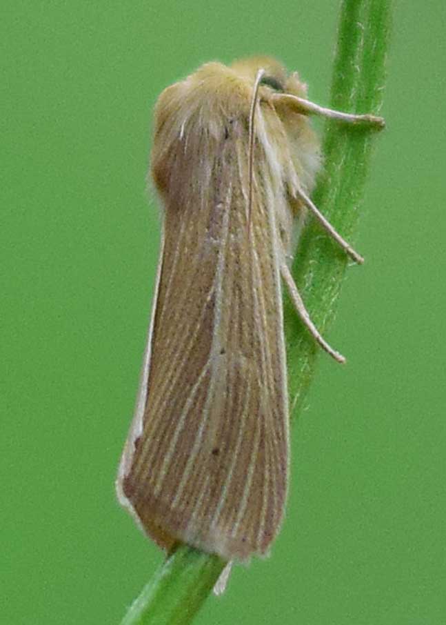 Common Wainscot