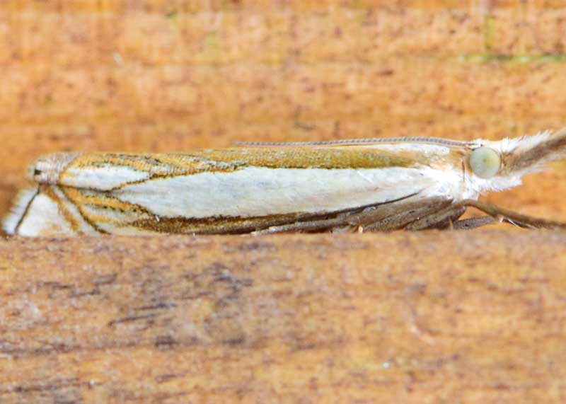 White-banded Grass-moth