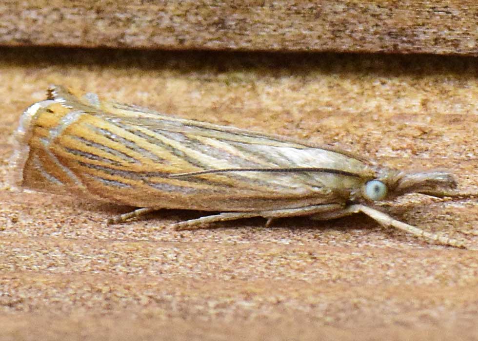 Garden Grass-moth