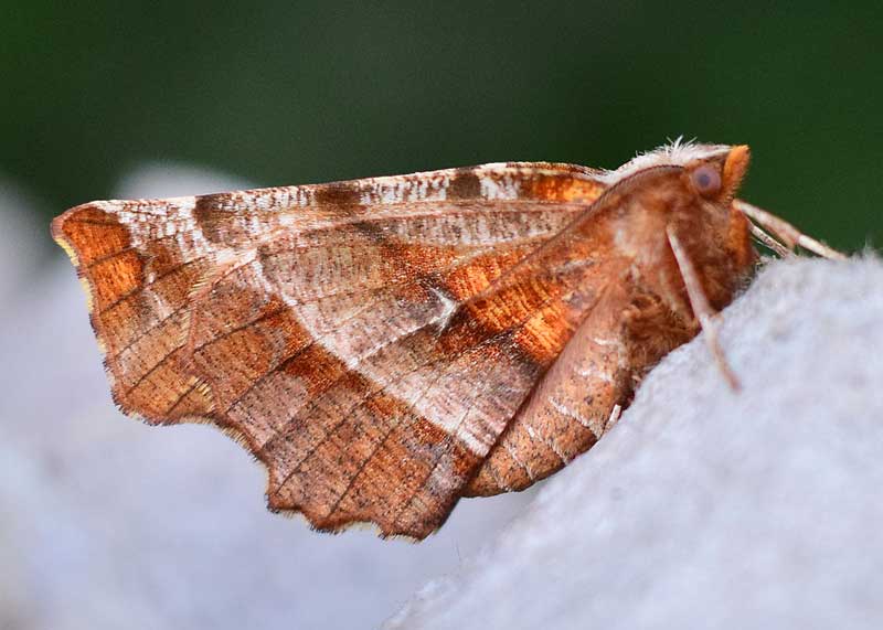 Early Thorn