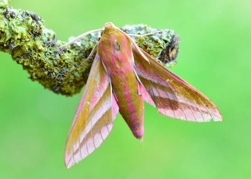 Elephant Hawkmoth