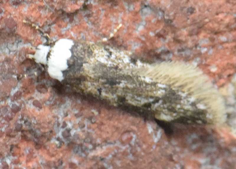 White-shouldered House Moth