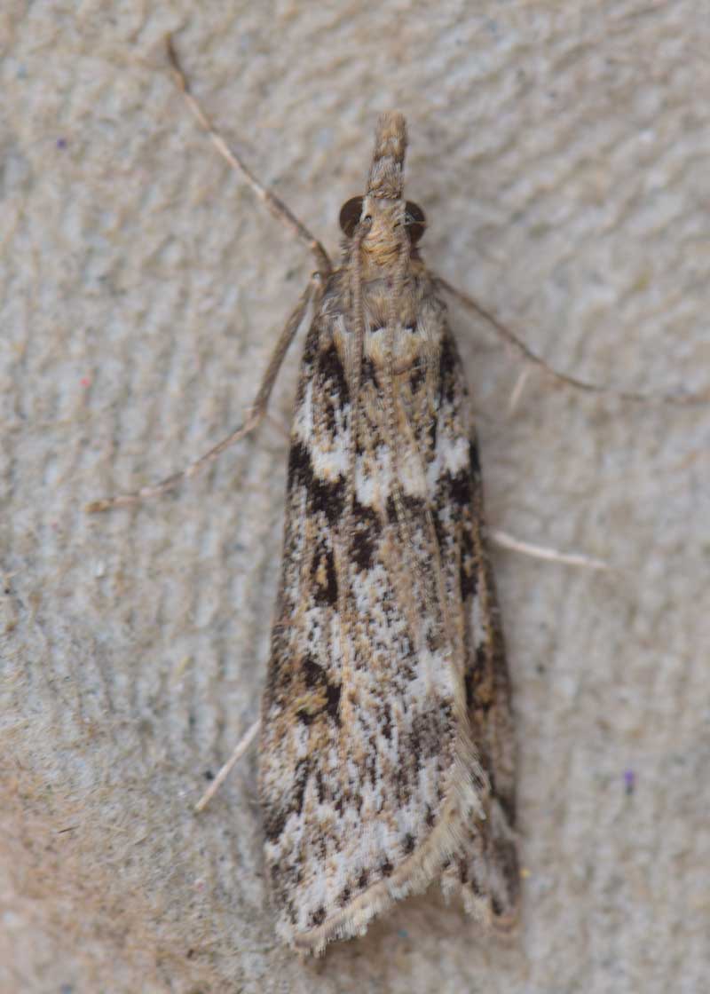 Narrow-winged Grey