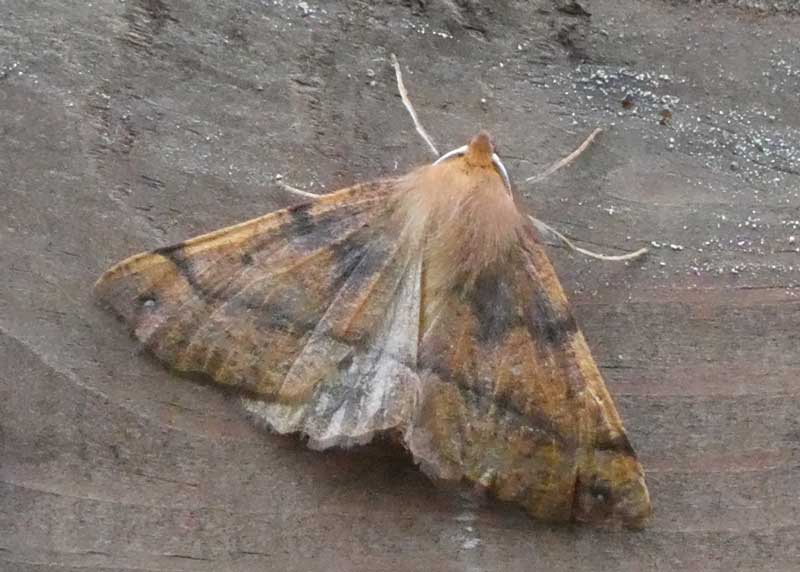 Feathered Thorn