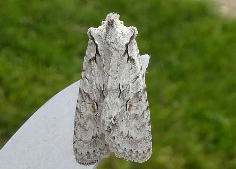 Grey Shoulder-knot