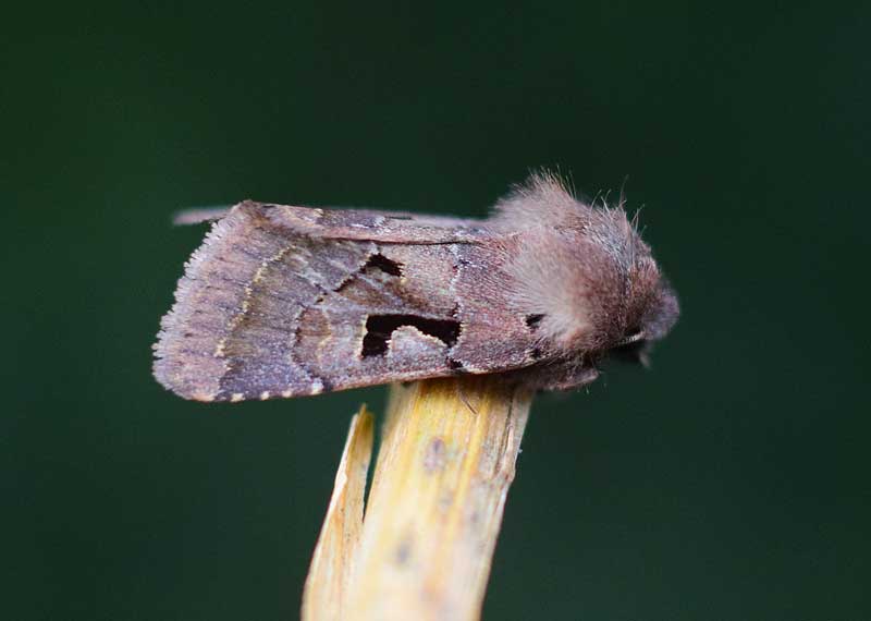 Hebrew Character