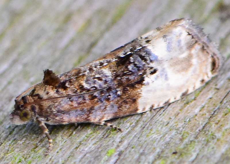 Marbled Orchard Tortrix