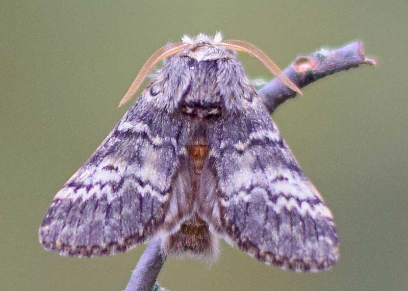 Lunar Marbled Brown