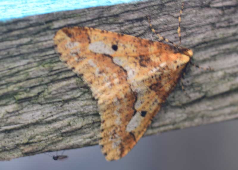 Mottled Umber