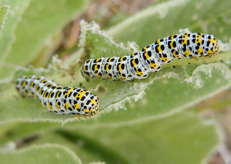 Mullein moth larva