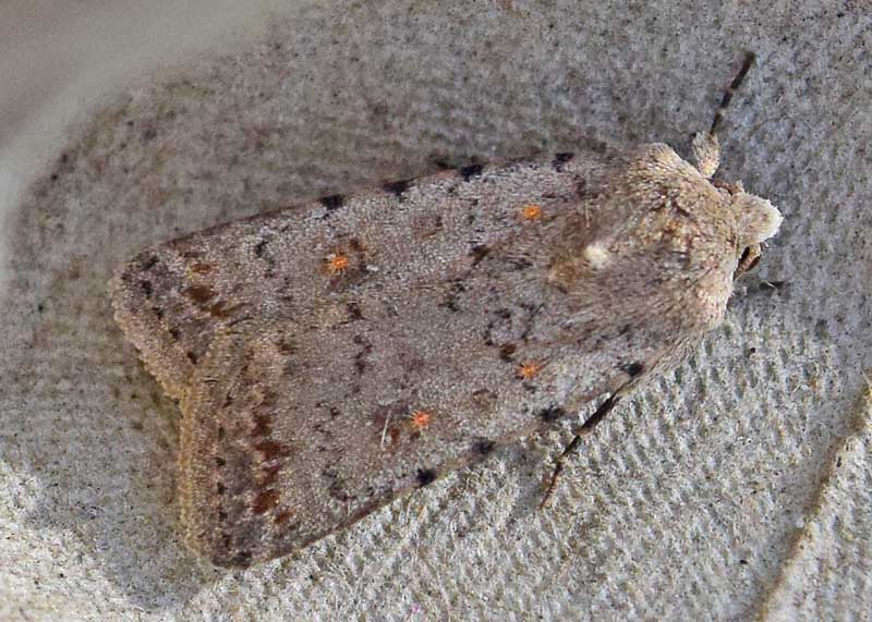 Pale Mottled Willow