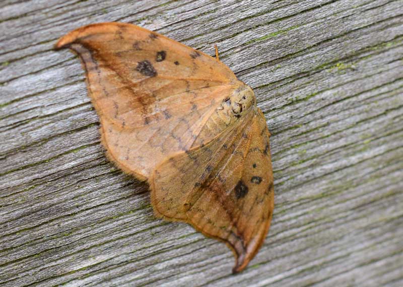Pebble Hook-tip