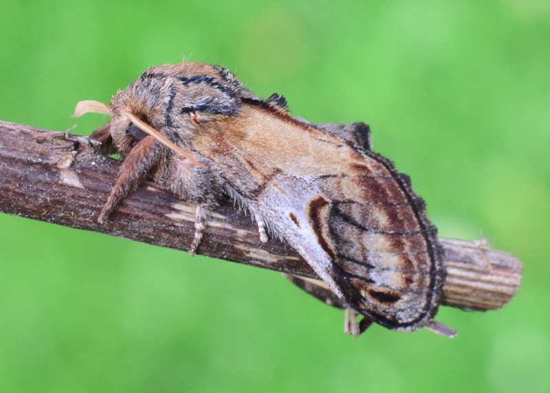 Pebble Prominent