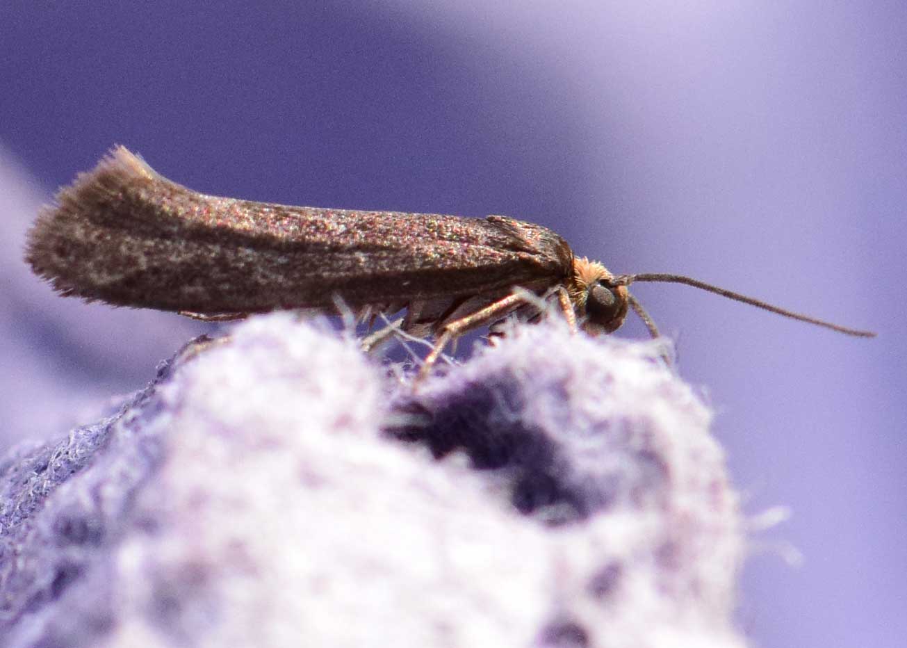 Cryptic Ash Bud Moth