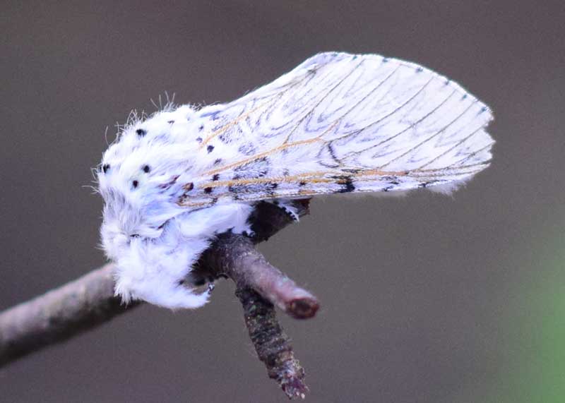 Puss Moth
