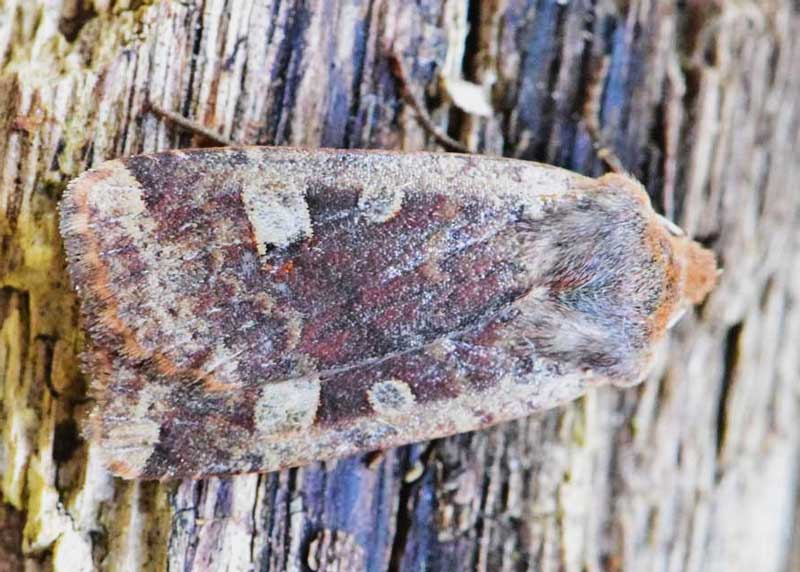 Red-headed Chestnut