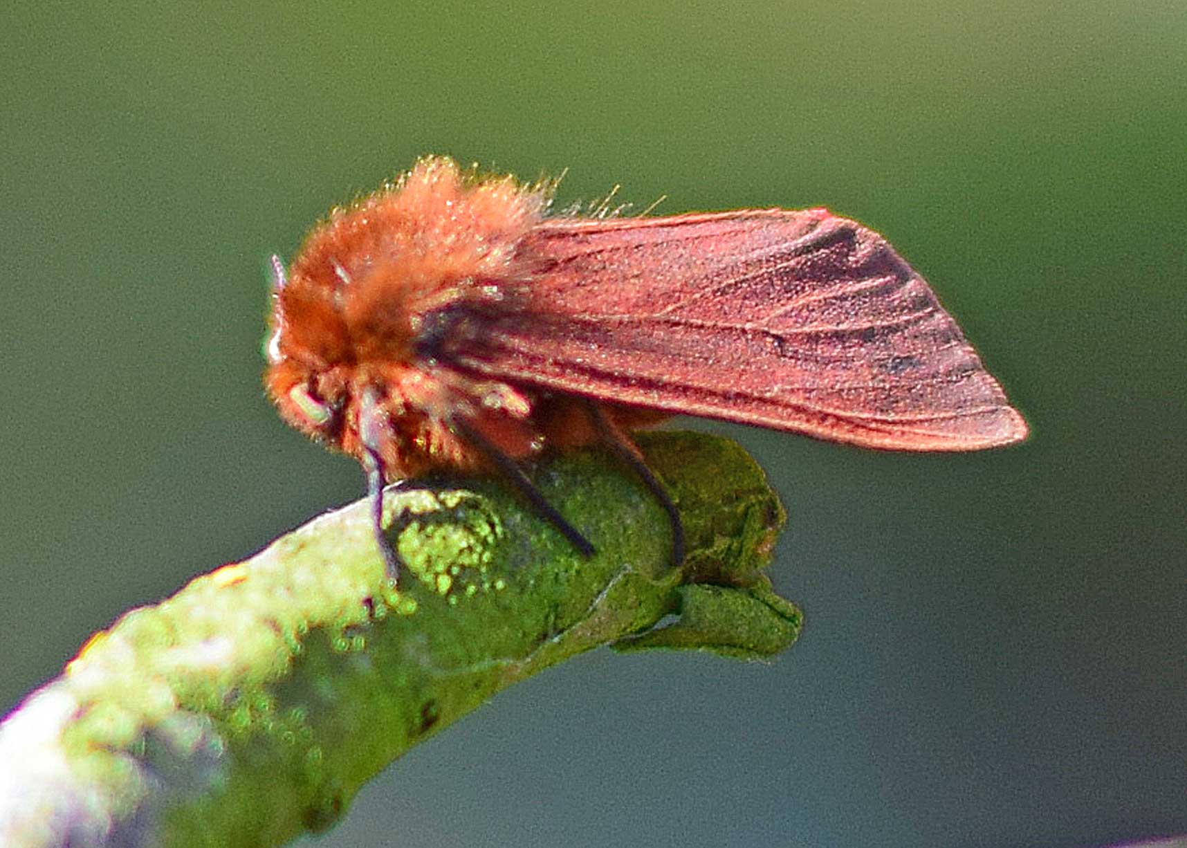 Ruby Tiger