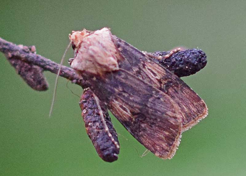 Shuttle-shaped Dart