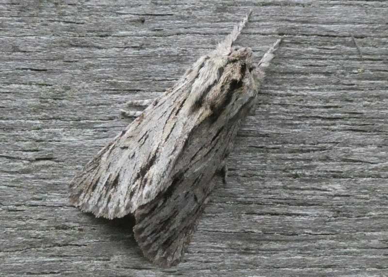 Sprawler