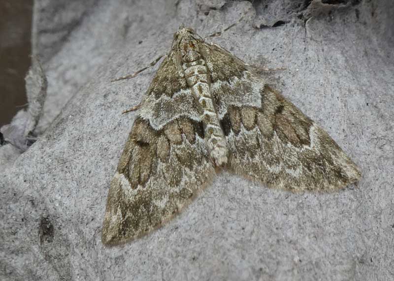 Spruce Carpet