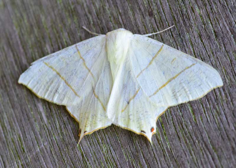 Swallow-tailed