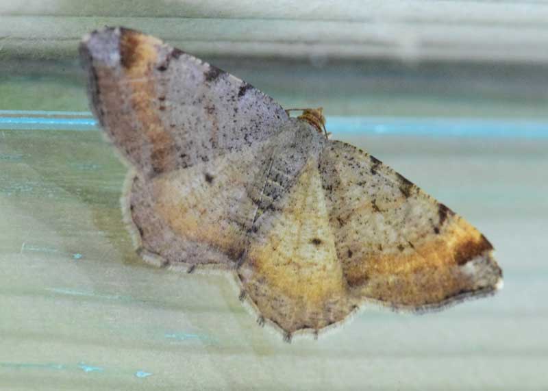 Tawny-barred Angle