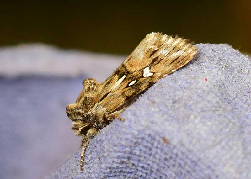 Toadflax Brocade
