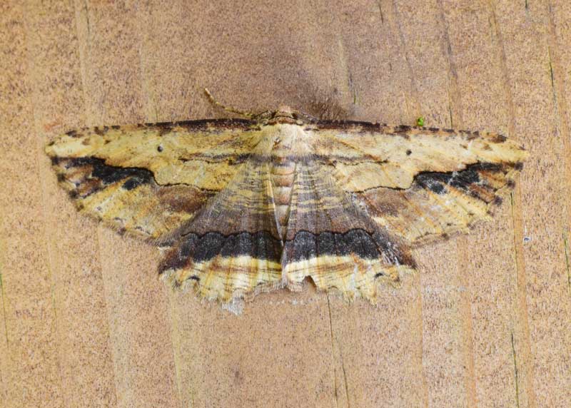 Waved Umber