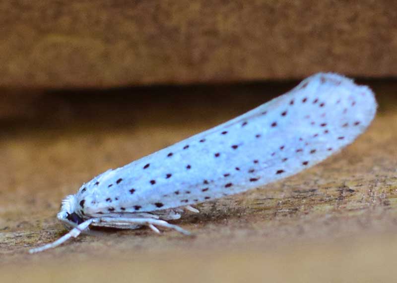 Bird-cherry Ermine