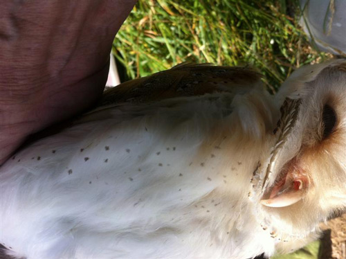 Very untypical Male Barn Owl