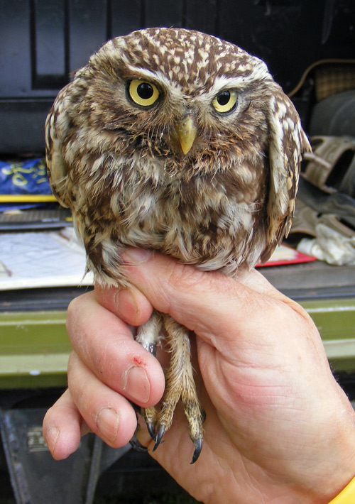 Little Owl in the hand