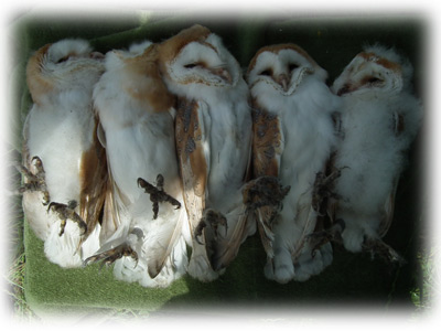 image of 5 fledgling barn owls lying side by side
