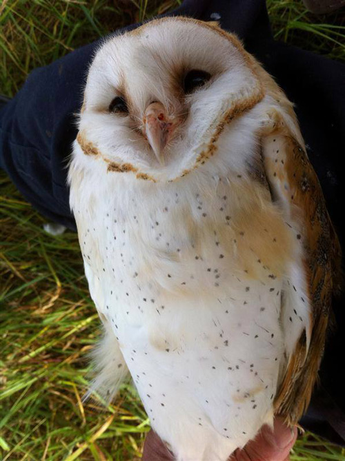 A well-spotted female