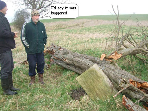 Fallen tree and crushed box
