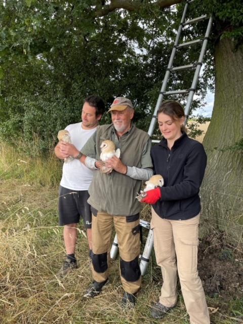 Three people with three barn owls