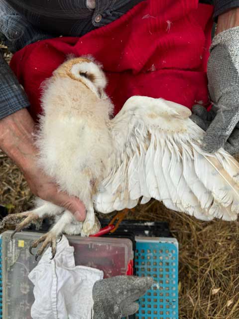 Underside of an owl's wing