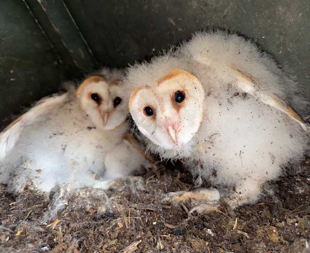 Young owl peering at the camera
