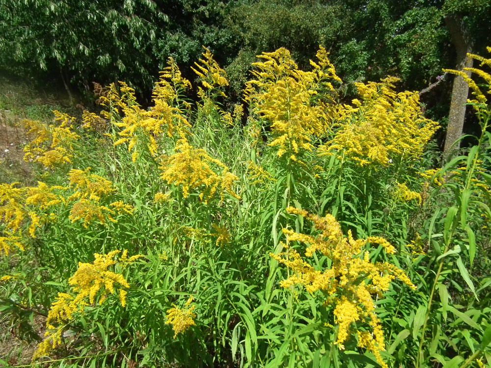 Photo of head of Canadian Goldenrod