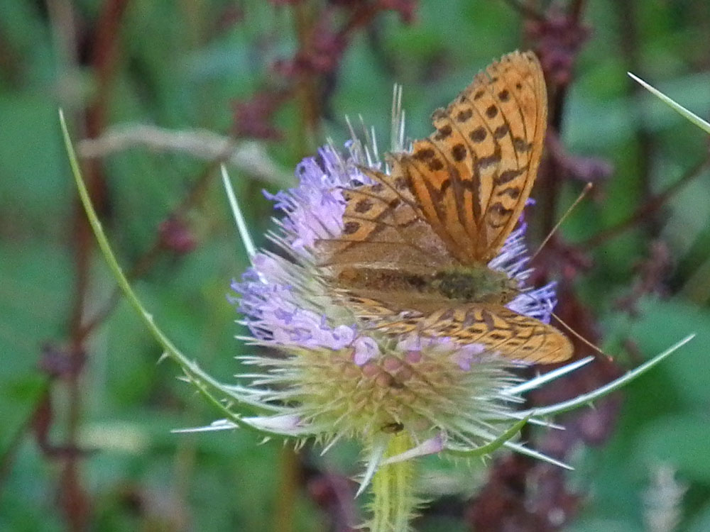 Photo of head of Silver-washed Fritillary