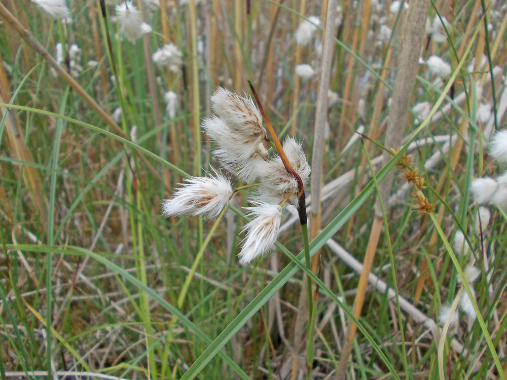 Photo of Common Cottongrass